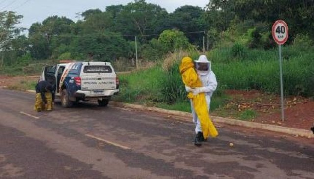 Ataque de abelhas deixa 9 pessoas feridas, incluindo beb� de 4 meses, em MT